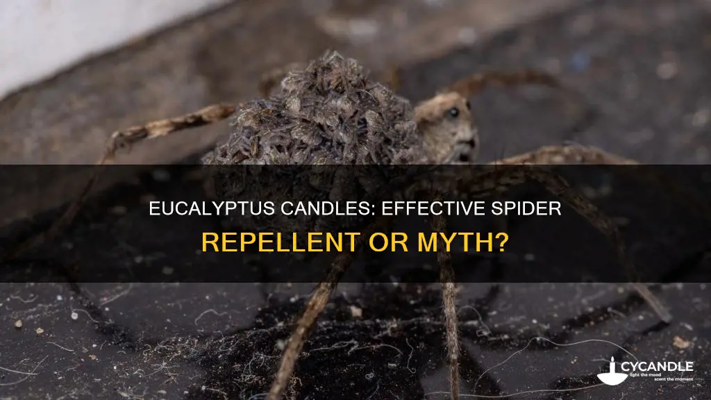 do eucalyptus candles repel spiders