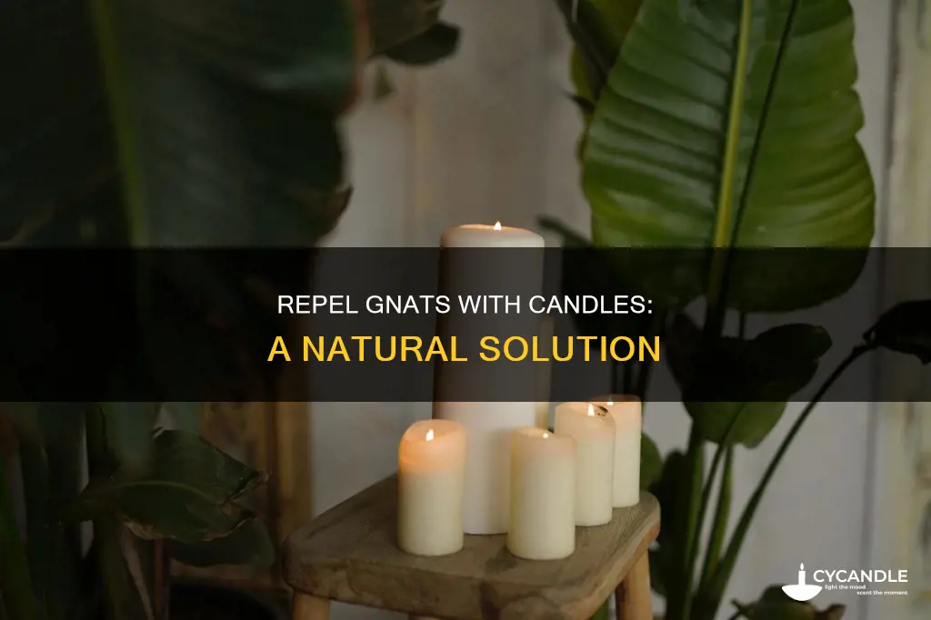 do gnats hate candles