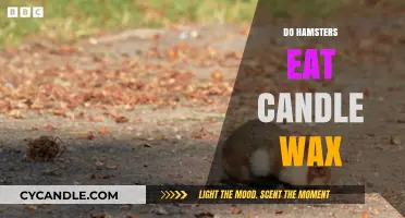 Can Hamsters Safely Eat Candle Wax? Risks and Facts Revealed