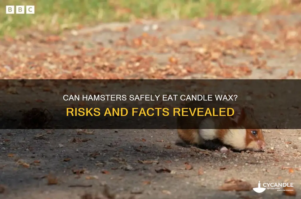 do hamsters eat candle wax