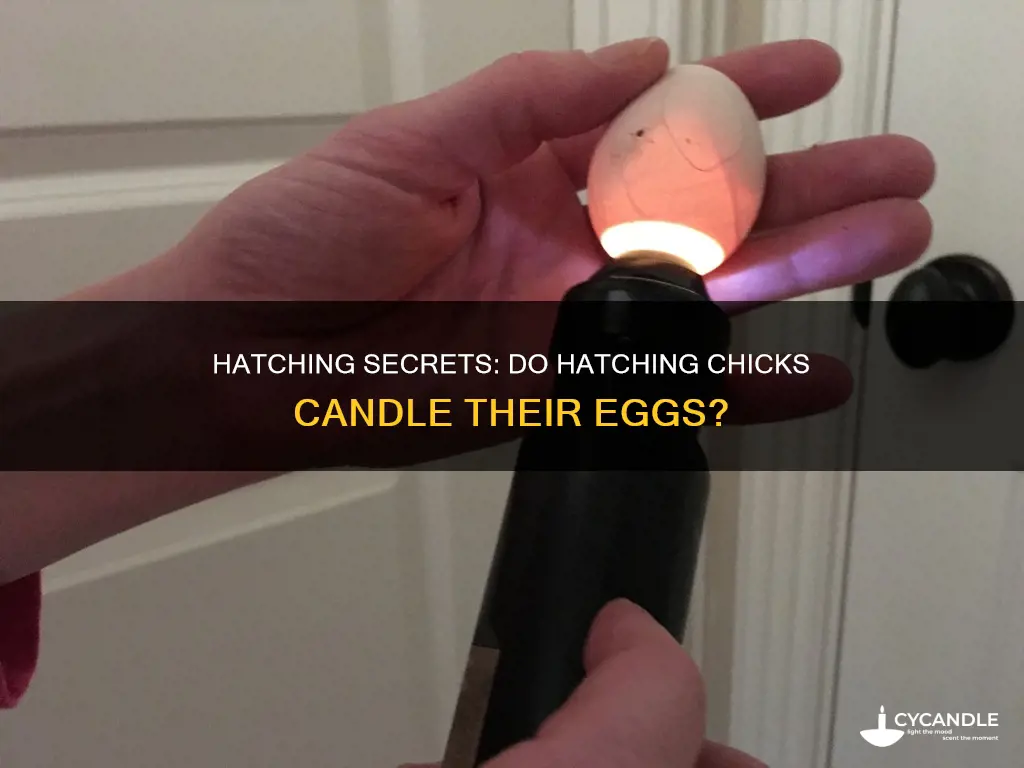 do hatcheies candle their eggs