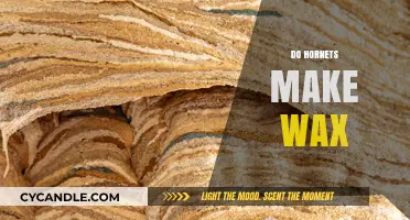 Do Hornets Produce Wax? Unveiling the Truth About Their Nest-Building