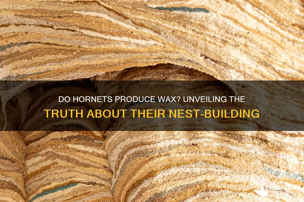 do hornets make wax