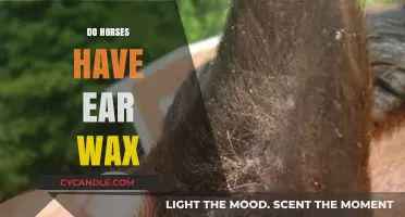 Equestrian Ear Care: The Surprising Truth About Horse Ear Wax