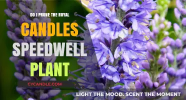 Pruning Royal Candles Speedwell: Tips and Techniques