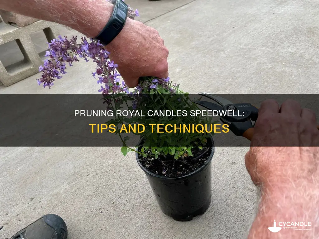 do i prune the royal candles speedwell plant