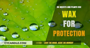 Nature's Armor: How Insects and Plants Utilize Wax for Defense