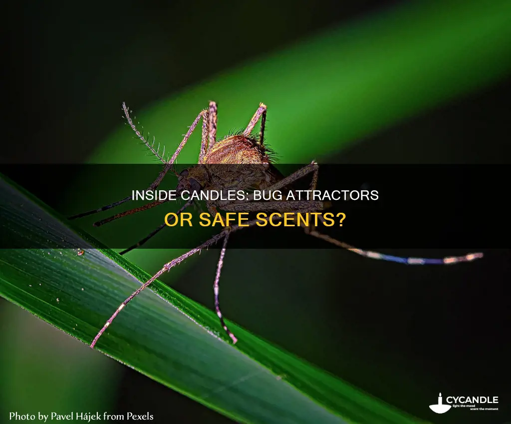do inside candles attract bugs