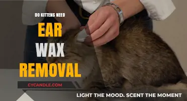 Should You Clean Your Kitten's Ears? Ear Wax Removal Explained