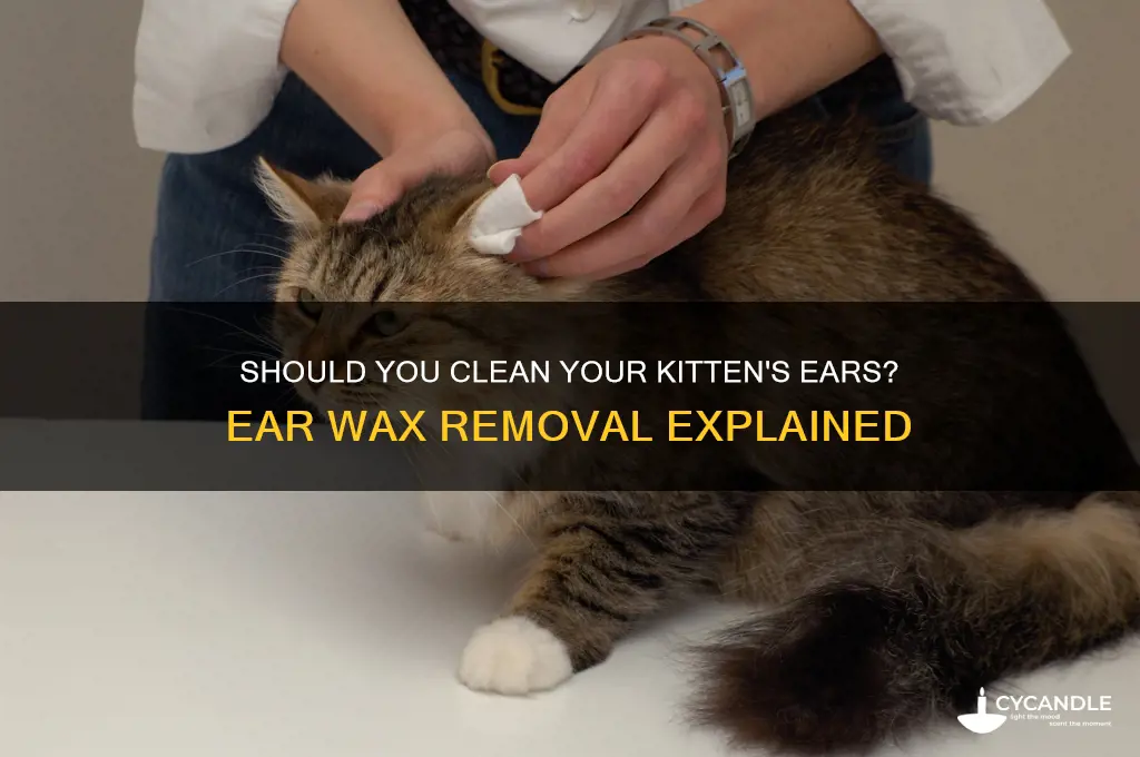 do kittens need ear wax removal