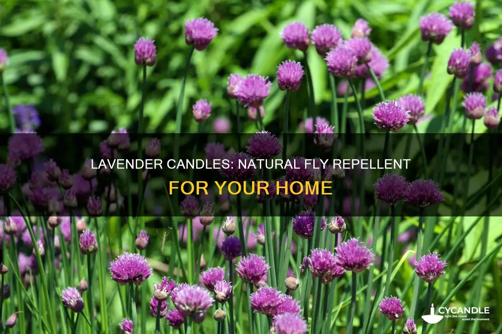 do lavender candles keep flies away