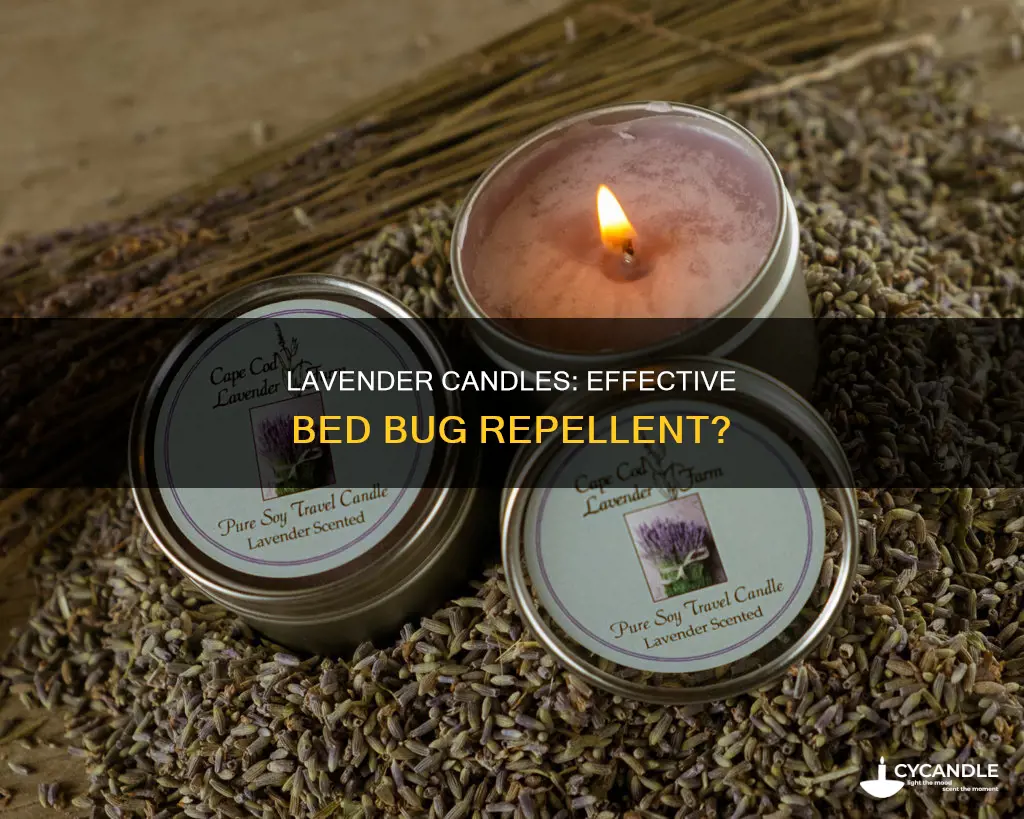 do lavender candles repel bed bugs