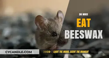 Do Mice Eat Beeswax? Uncovering Rodent Diet Habits and Preferences