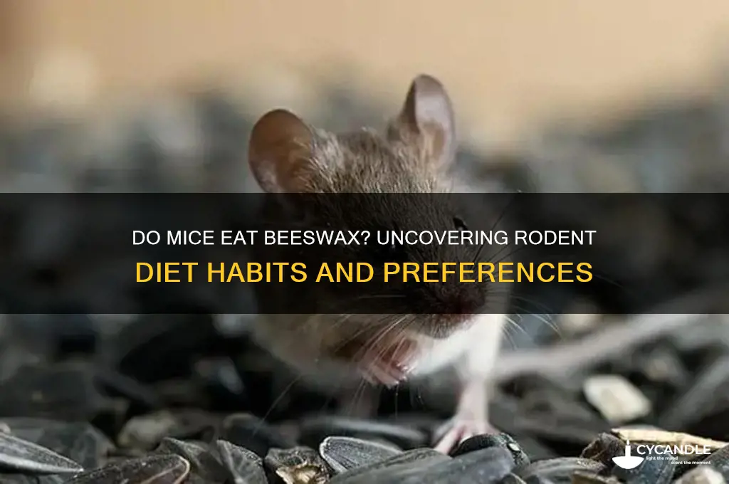 do mice eat beeswax