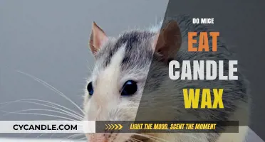 Can Mice Eat Candle Wax? Uncovering the Truth Behind This Myth