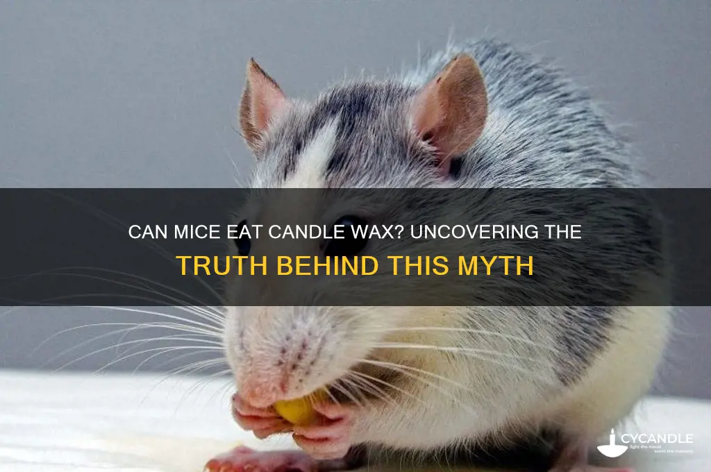do mice eat candle wax