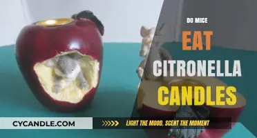 Citronella Candles: Do Mice Find Them Tasty?