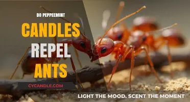 Peppermint Candles: Ant Repellent or Attractant?