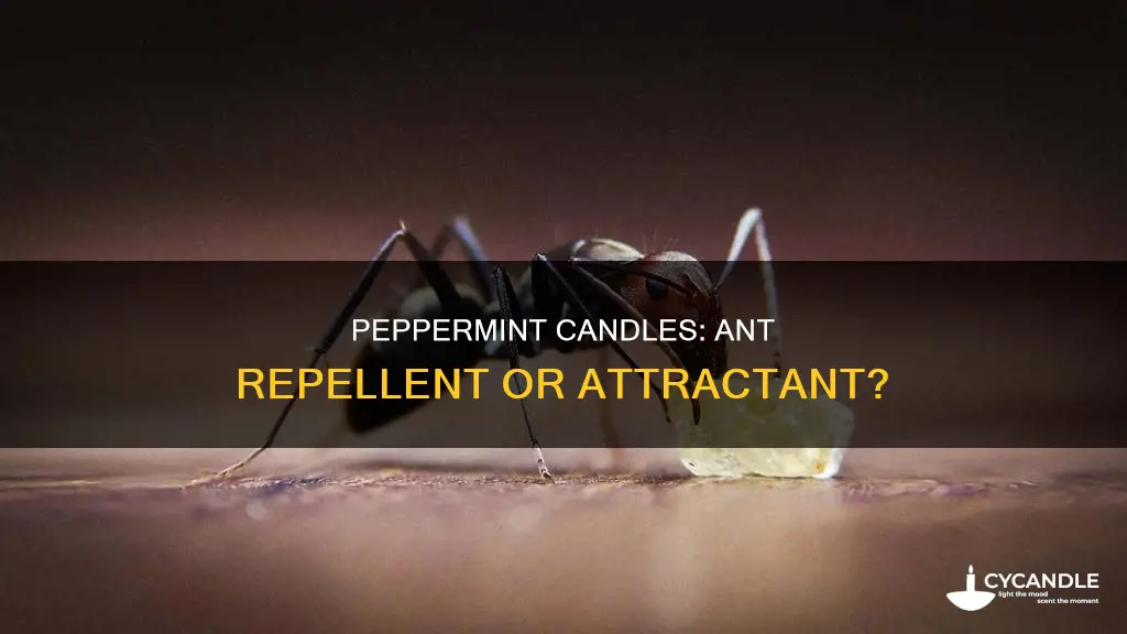 do peppeemint candles repel ants