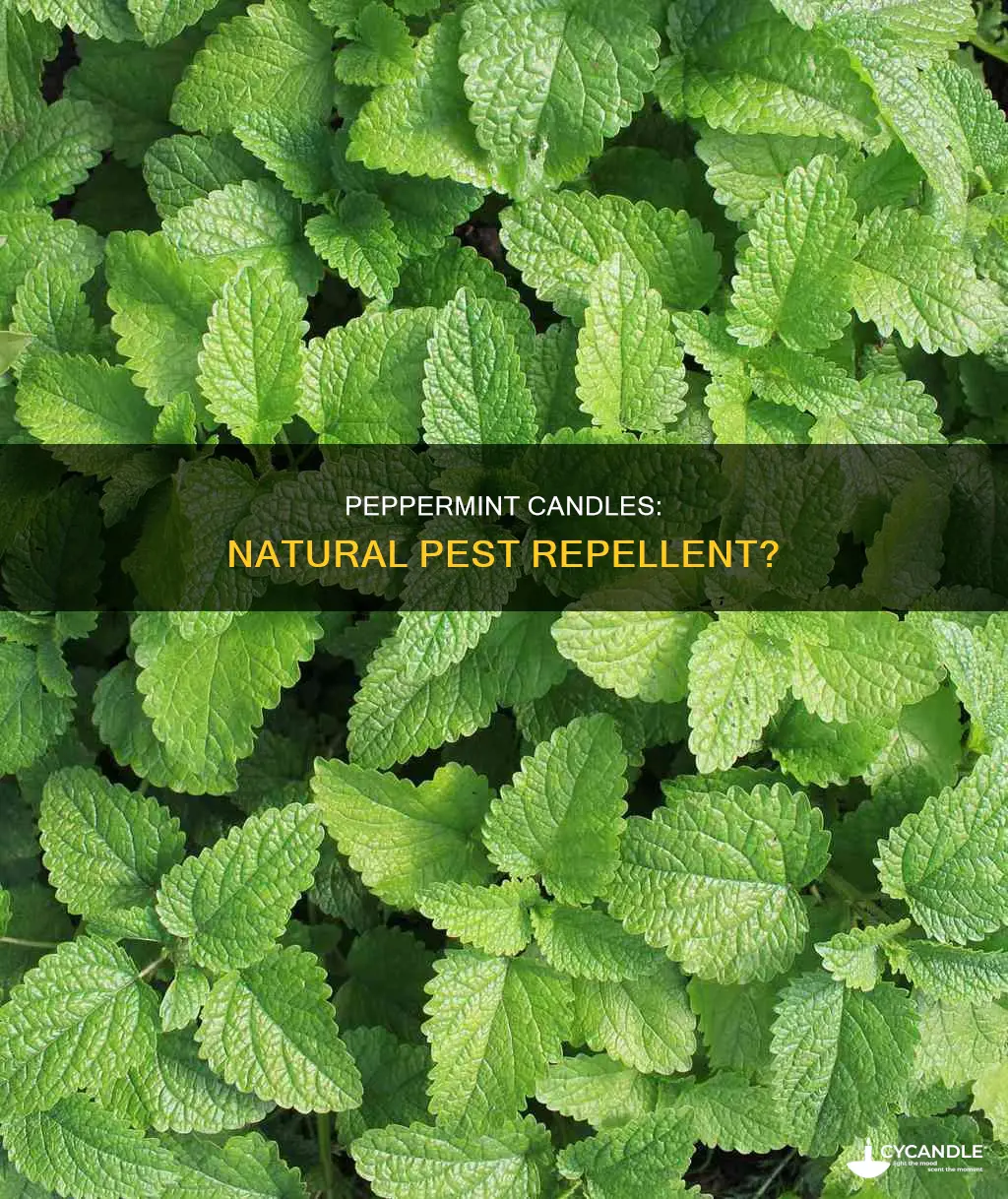 do peppermint candles keep bugs away