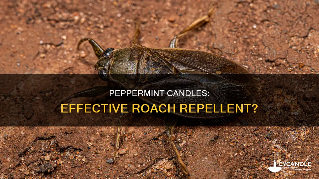 do peppermint candles keep roaches away