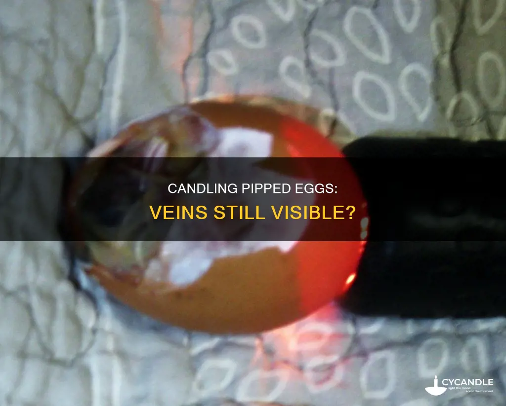 do pipped eggs still show veins when candled