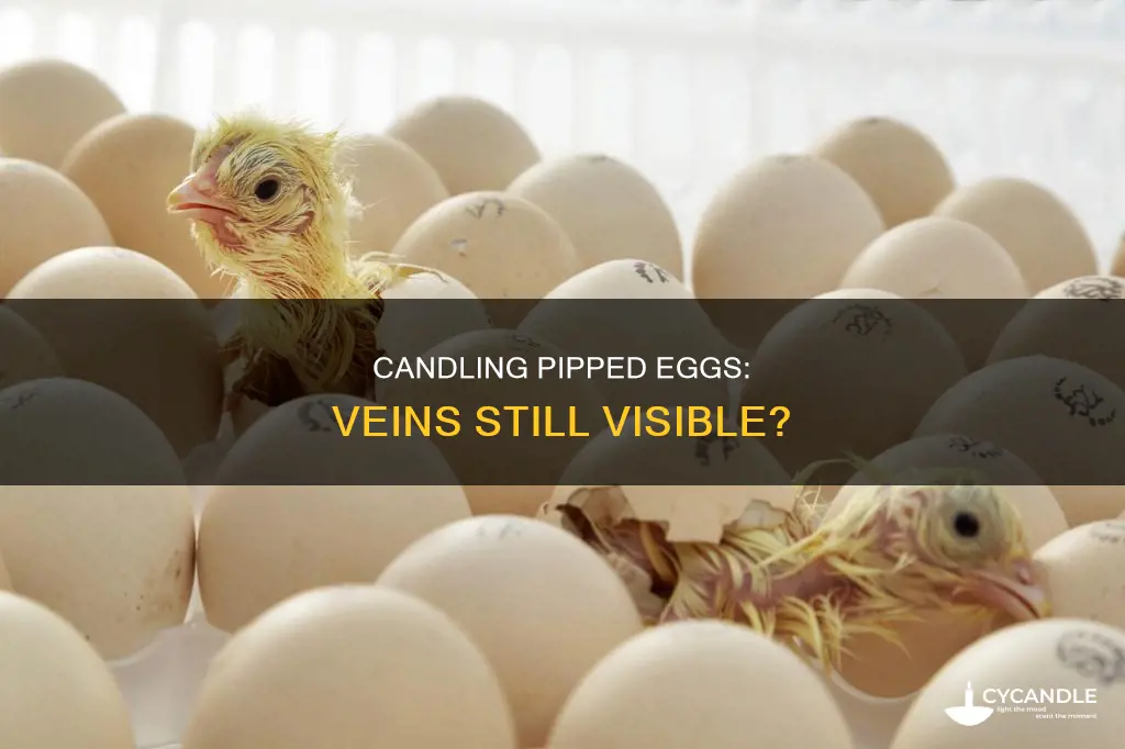 do pipped eggs still show viens when candled