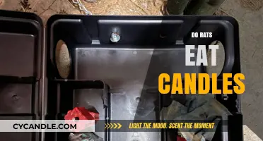 Can Rats Eat Candles?