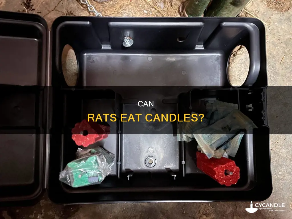 do rats eat candles