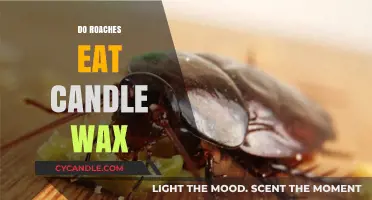 Can Roaches Consume Candle Wax? Uncovering the Truth Behind the Myth