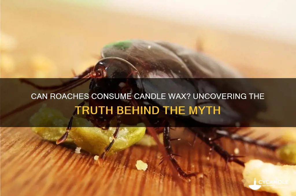 do roaches eat candle wax