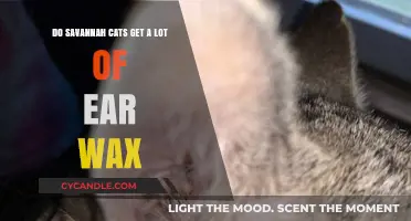 Exploring Ear Wax Accumulation in Savannah Cats: Facts and Care Tips