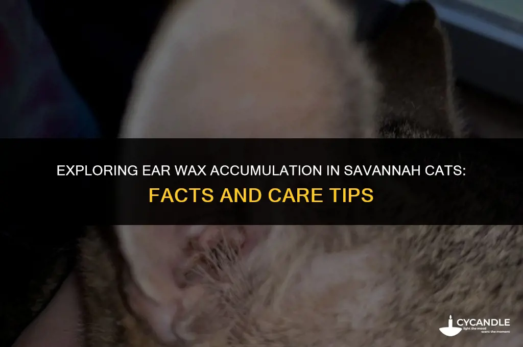 do savannah cats get a lot of ear wax