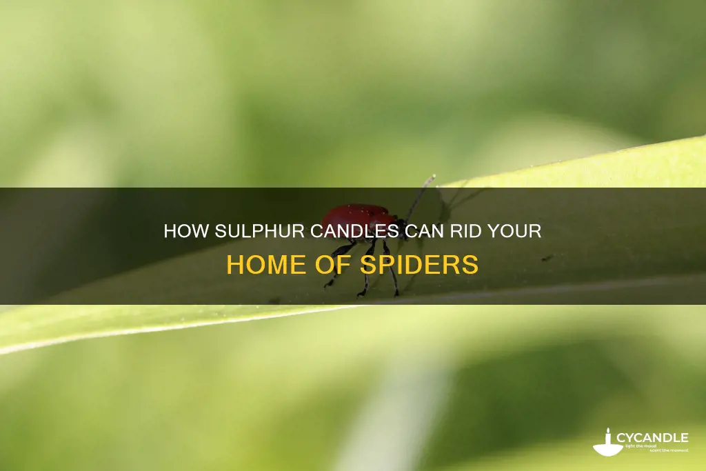 do sulphur candles kill spiders