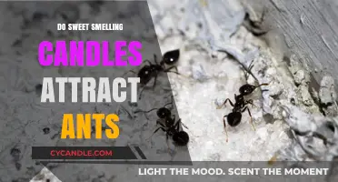 Sweet-Smelling Candles: Ant Attractors or Repellents?