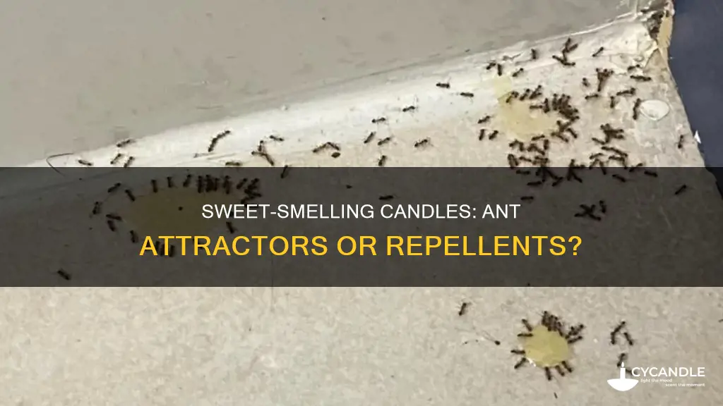 do sweet smelling candles attract ants