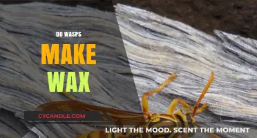 Do Wasps Make Wax? Unraveling the Truth Behind Insect Secrets