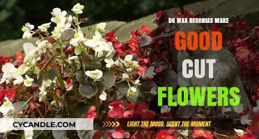 Wax Begonias as Cut Flowers: Pros, Care, and Longevity Tips