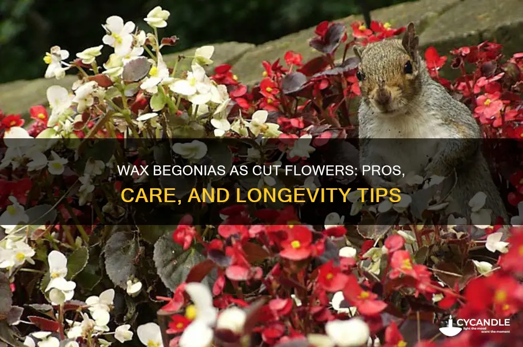 do wax begonias make good cut flowers
