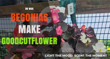 Wax Begonias as Cut Flowers: Pros, Care, and Longevity Tips