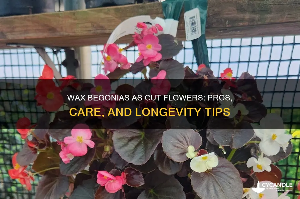 do wax begonias make goodcutflowers