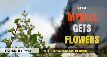 Exploring the Floral Beauty of Wax Myrtle: A Comprehensive Guide