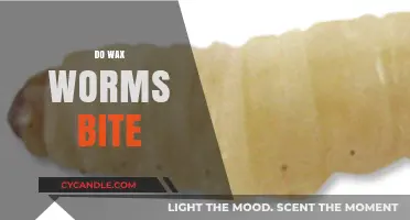 Do Wax Worms Bite? Unveiling the Truth About These Wiggly Creatures