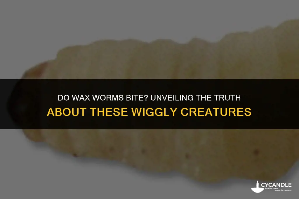 do wax worms bite
