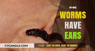 Exploring the Auditory Abilities of Wax Worms: Do They Have Ears?