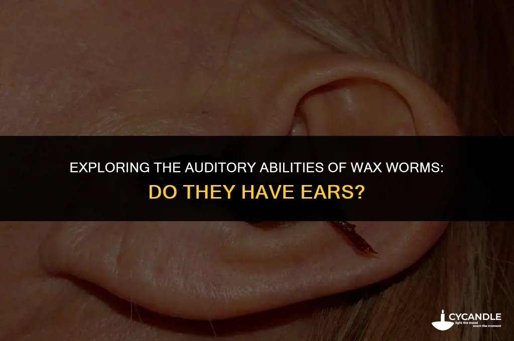 do wax worms have ears