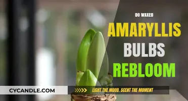 Exploring the Reblooming Potential of Waxed Amaryllis Bulbs