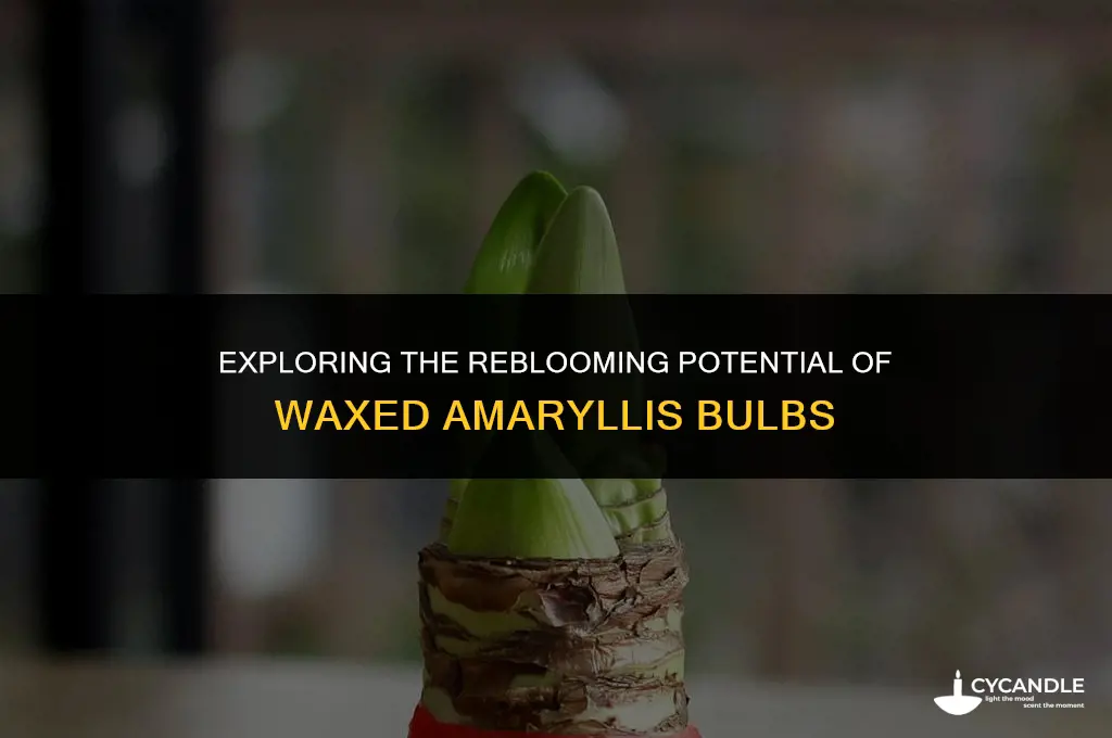 do waxed amaryllis bulbs rebloom
