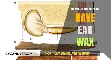 Exploring the Depths: Do Whales and Dolphins Have Ear Wax?