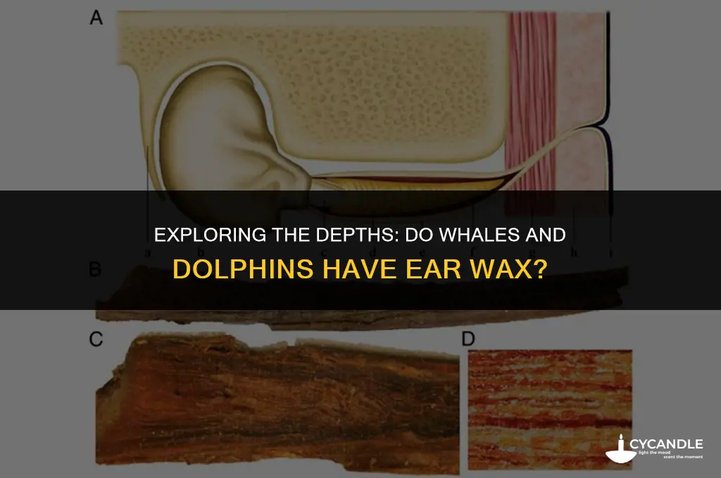 do whales and dolphins have ear wax